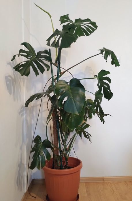 Kwiat monstera -  kilkuletni
