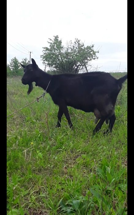 Продається дійна коза.