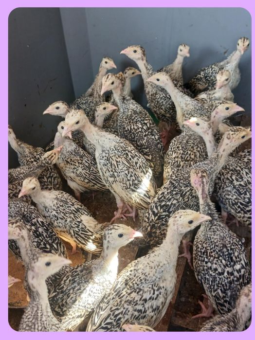 Vendo perus todos tamanhas