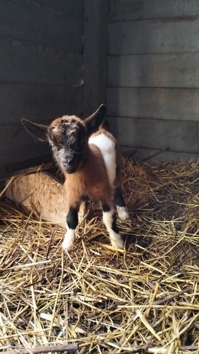Cabritos anões bebés