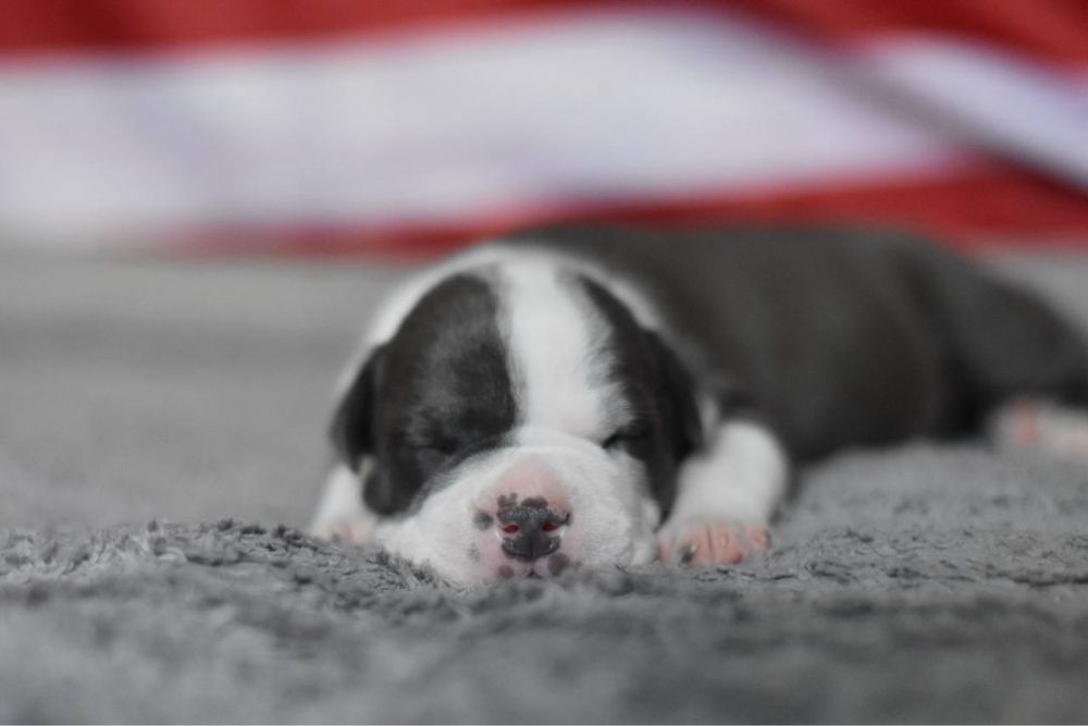 Породистые щенки амстаффа голубой окрас,документы,достойное разведение