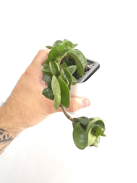 Hoya  Carnosa Compacta