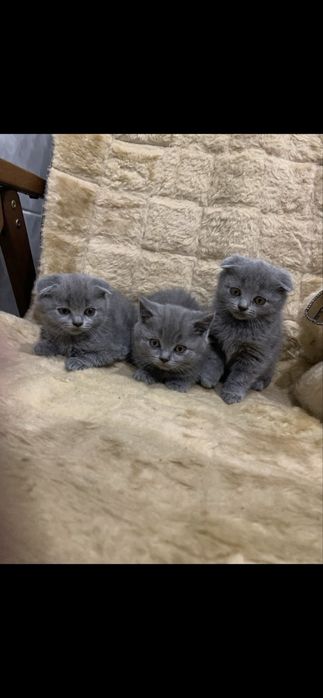 Кошенята весловухі
