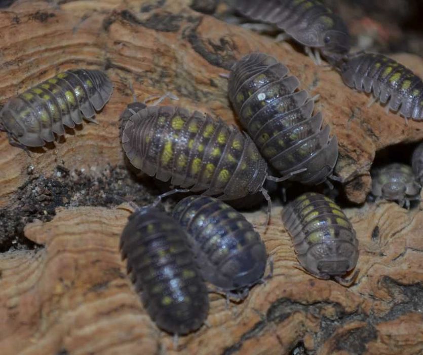 Isopody - nadwyżki hodowlane