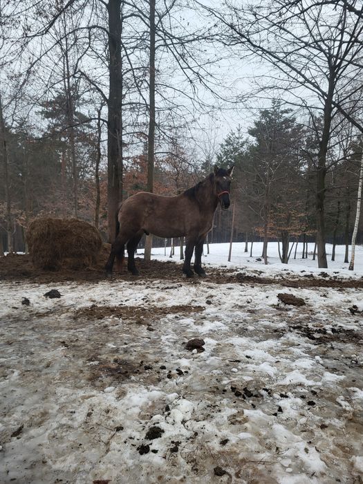 Sprzedam Konia Śląskiego