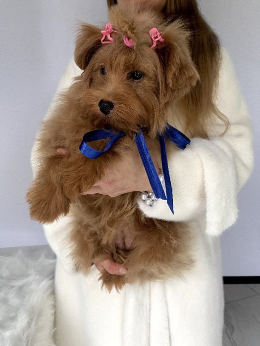 Помапу  чарівні крихітки чекають на вас