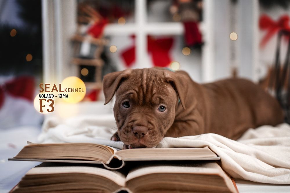 Щенки питбуля от самого титулованого кобеля в мире