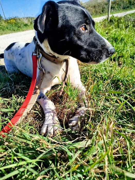 Flecha - cão medio para adoção