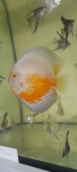 Paletka Pigeon Red white  14cm samiec . Wysyłka