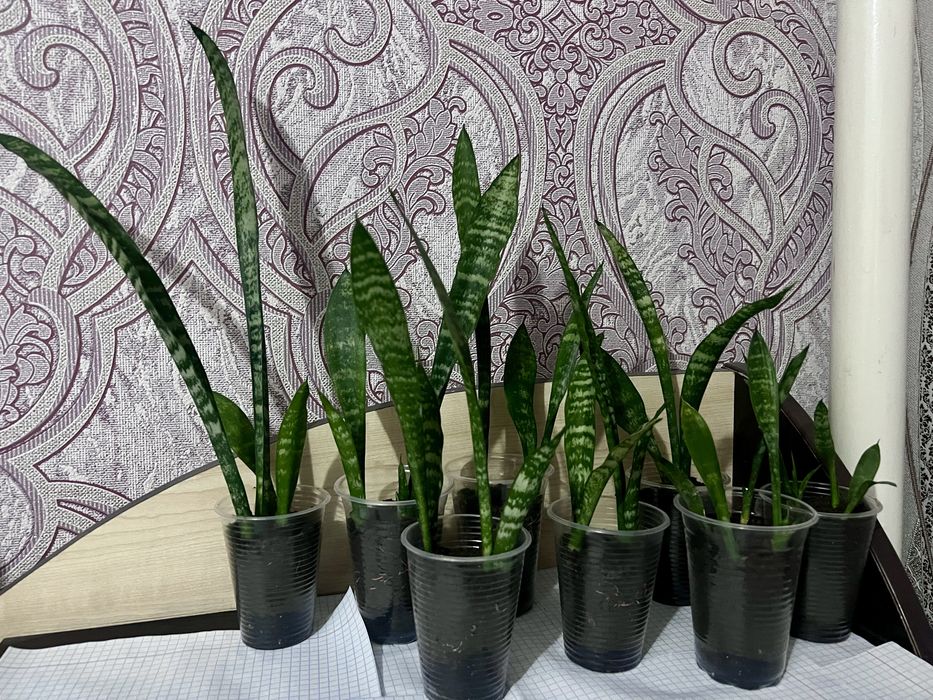 Сенсевієрія (тещин язик) вазончики