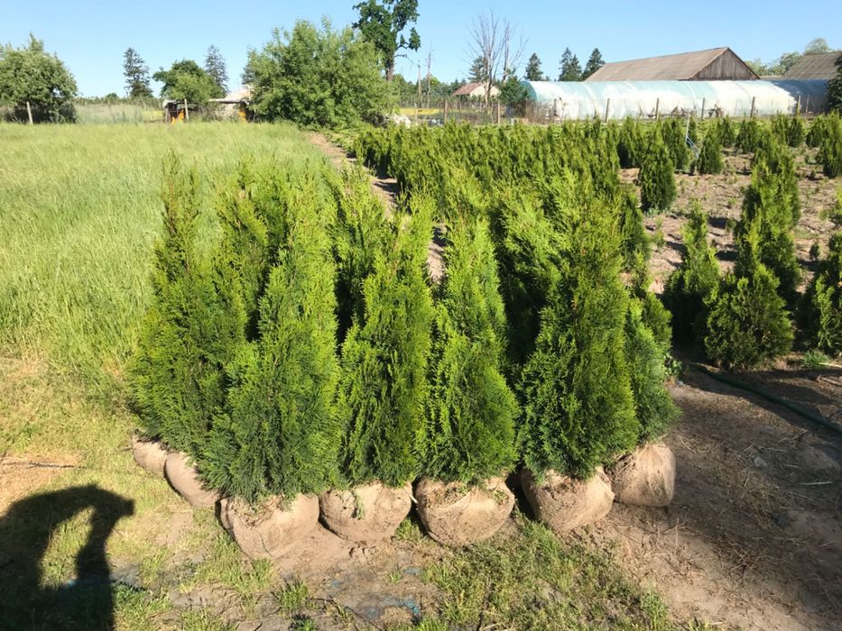 Tuja szmaragd z gruntu, producent, dowóz