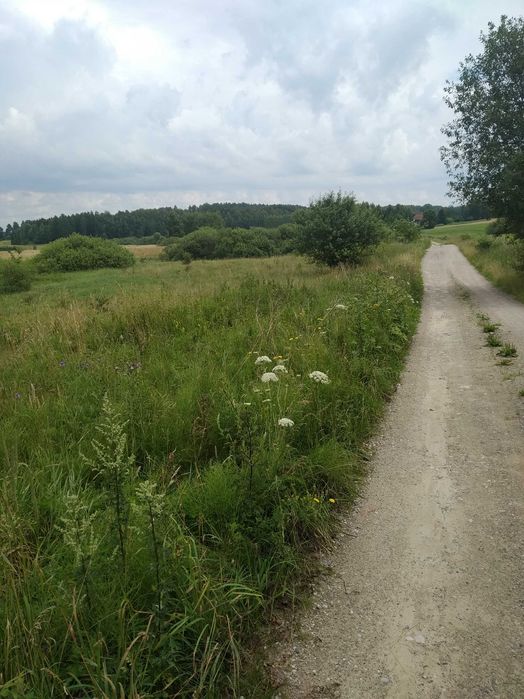 Bezpośrednio    działki      blisko      miasta     i     lasu.