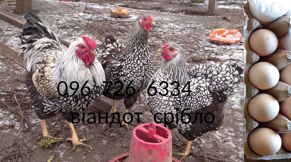 инкубационное яйцо курей виандот серебро віандот яйця на інкубацію