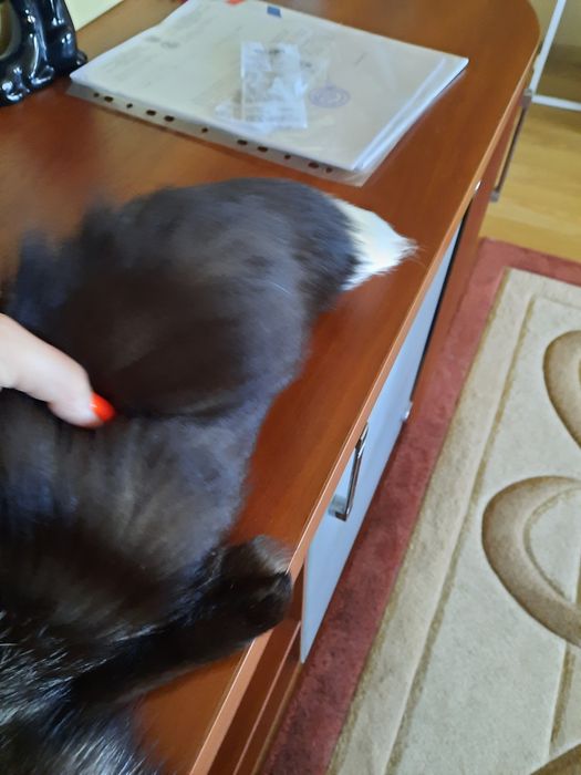 Продам мех чернобурка новый