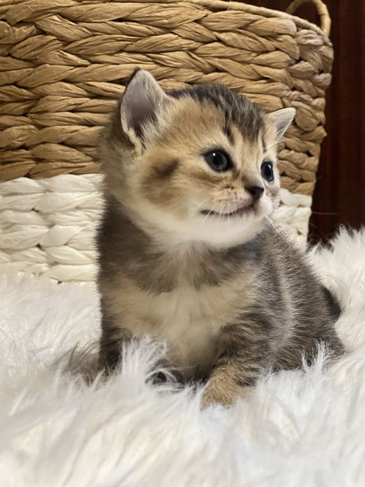Кошенята породи Шотландська шиншила