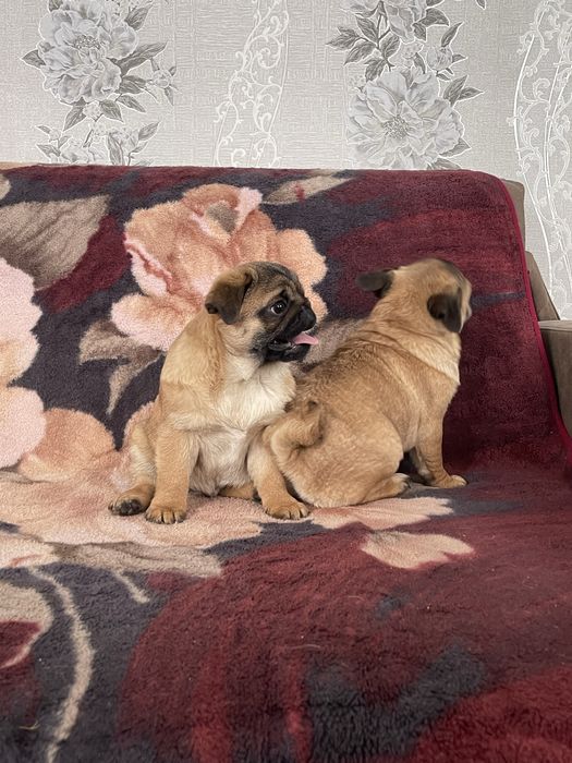 Мопс цуценя, мопс щенок , чихуа, гриффон, пти брабансон, бишон