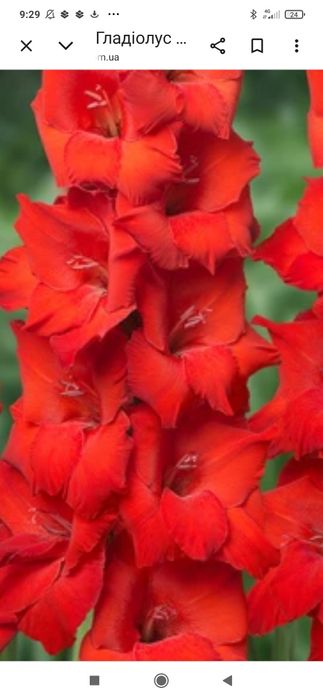Гладіолуси великоквіткові