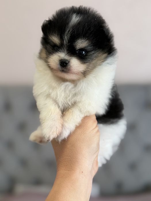 Pomeranian-szpic miniaturowy,wyjątkowy trikolor