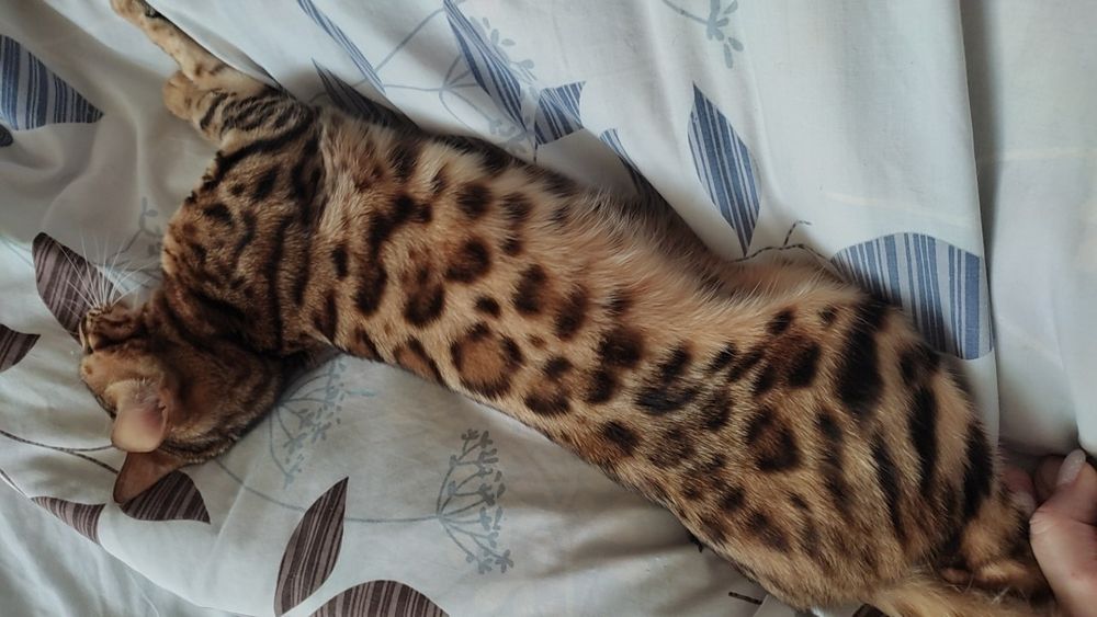 Бенгальська дівчинка