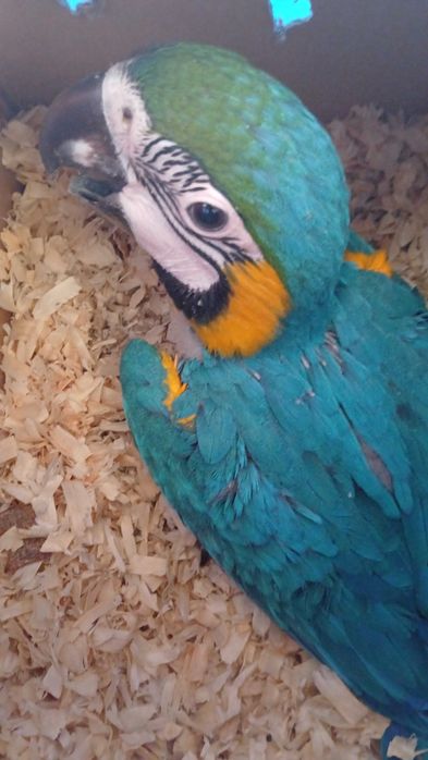 Várias aves criadas a mão e para acabar de criar a mão