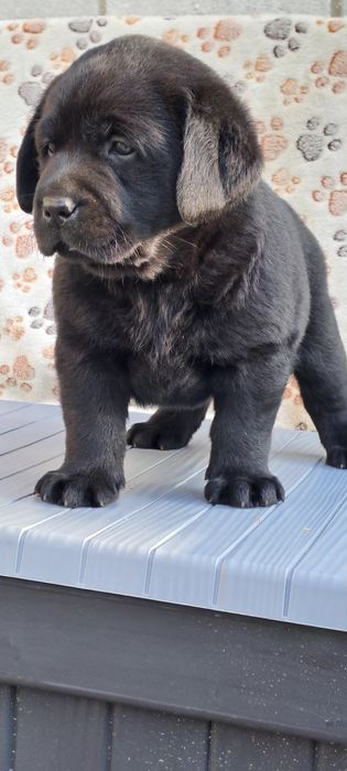 Labrador retriever czarny szczeniak