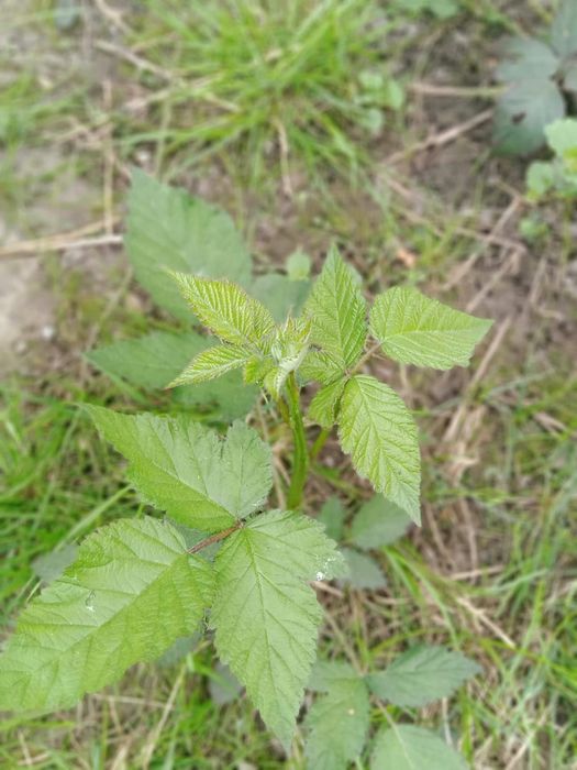 Sadzonki malin, malino truskawki, winogrono