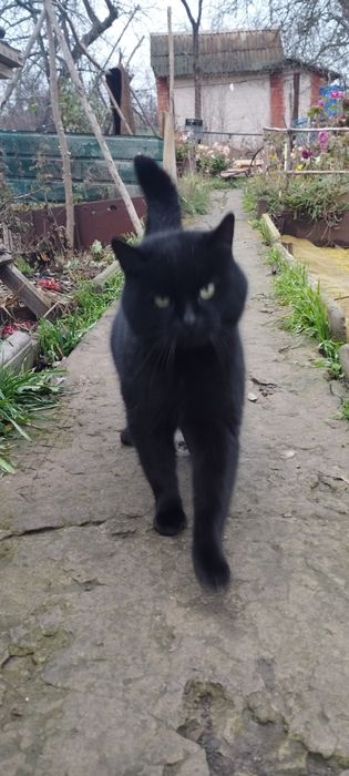 Потеряшка черный британец