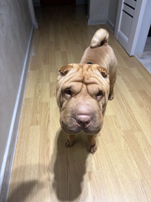 Случка шарпей одесса