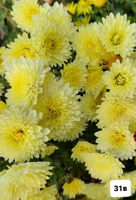 Набір з 6 кущів хризантем. Багаторічні квіти