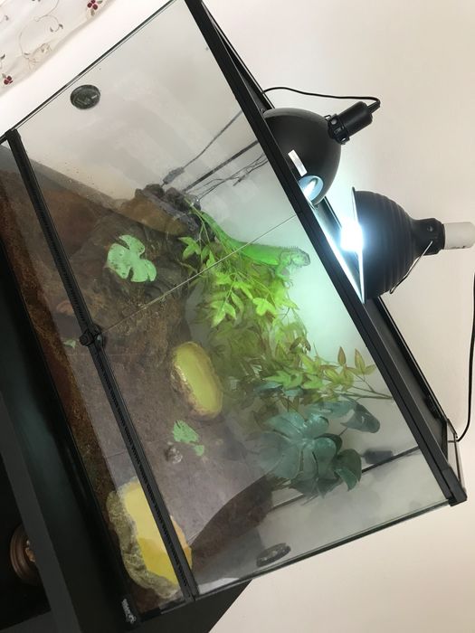 Terrario com iguana