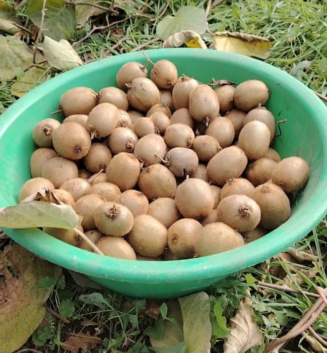 Vendo kiwi biológicos 0 produtos.