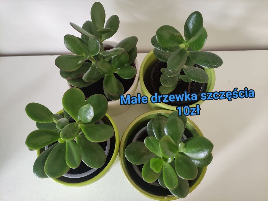 Drzewka szczęścia - Kwiaty  domowe