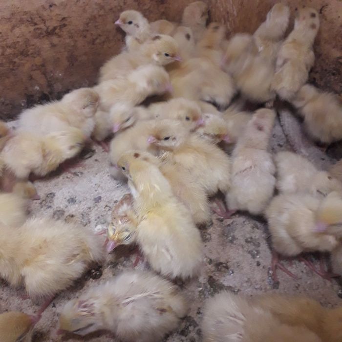 Циплята перепела техаський феникс золотой