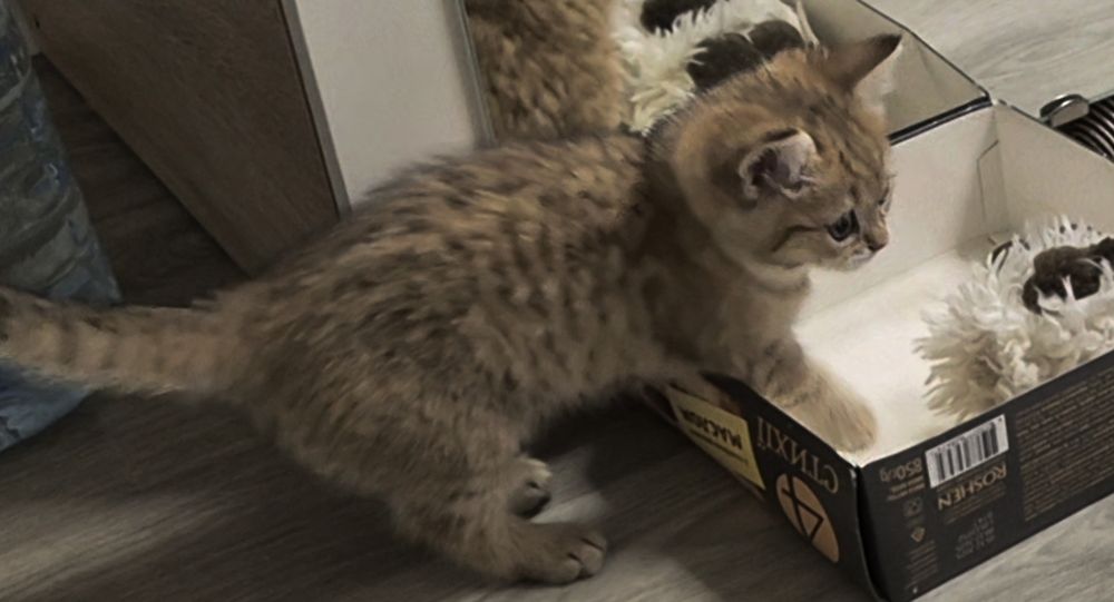 Вислоухие и прямоухие шотландские котята, мальчик и девочки