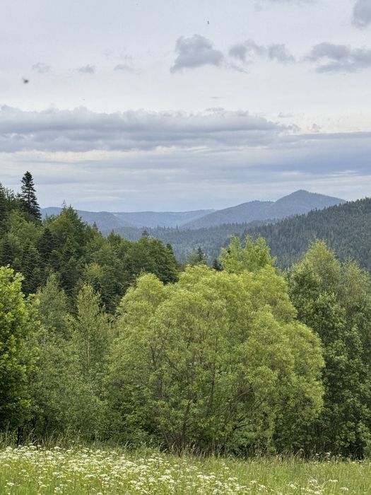 Видова ділянка 25 соток у Микуличині під забудову. 600 м до головної дороги на Буковель.