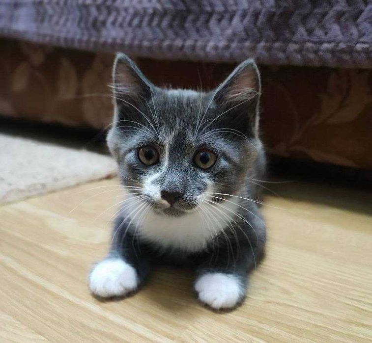 Пепельные котята, 2 месяца кот кошка