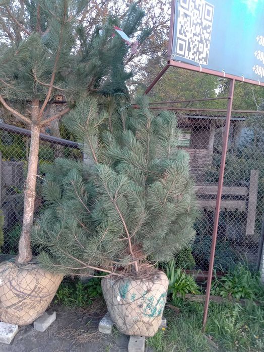 Сосна кримська 140-180 см. Розпродаж, низька ціна. Опт та роздріб