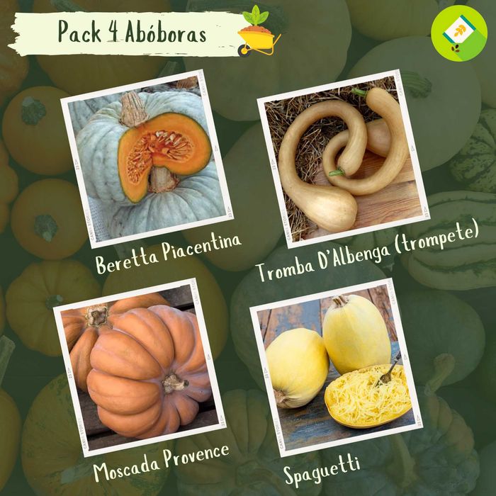 Kit/pack de 4 pacotes de sementes - Abóboras