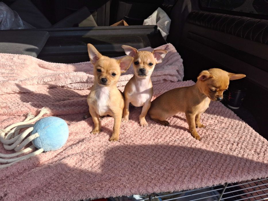 Продаж Чіхуа хуа цуценят