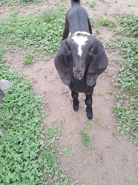 Vendo cabrito Anglo Nubiano