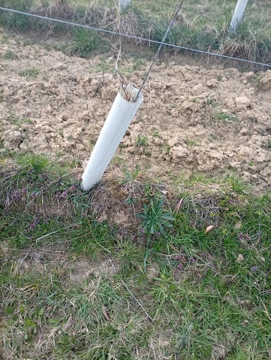 Osłonki do drzewek krzewów winogron