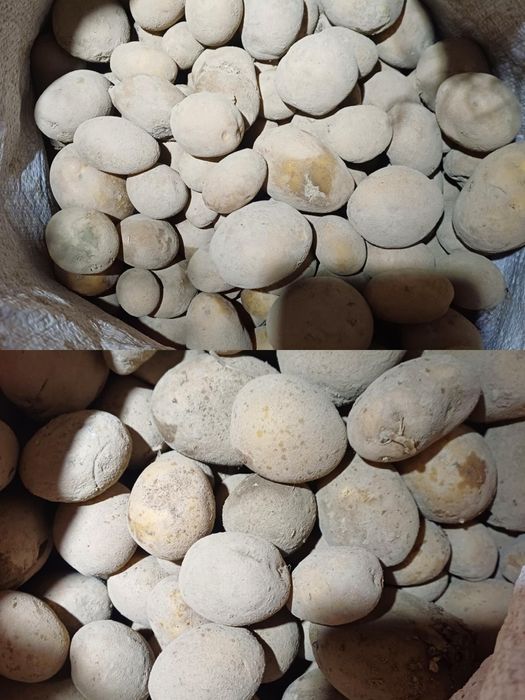 Ziemniaki odpadowe, paszowe