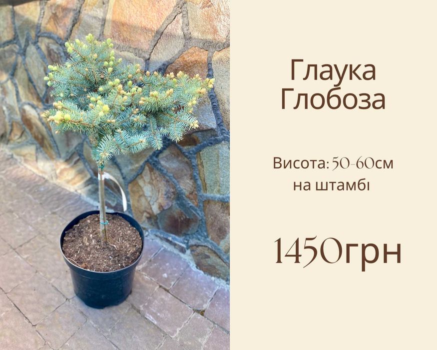 Айс Брейкер Магнолія Бізарро Прокумбенс Глаука Глобоза Сосна Міні Мопс Кипарисовик Нана Граціліс ланшафтний дизайн