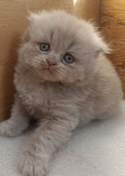 Ліловий висловухий хлопчик.