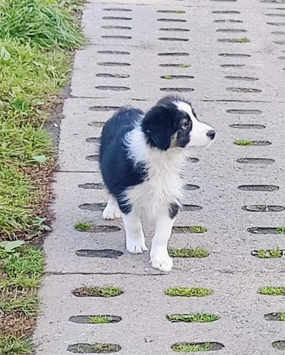 Border collie samiec z rodowodem