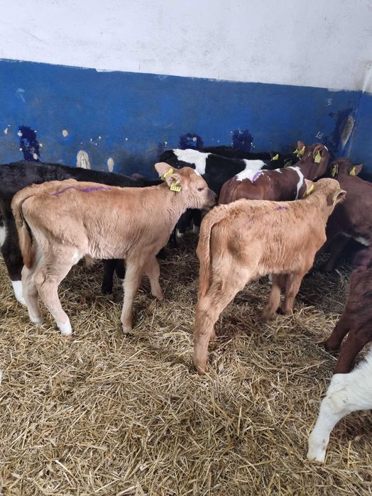 cielaki typowo mięsne