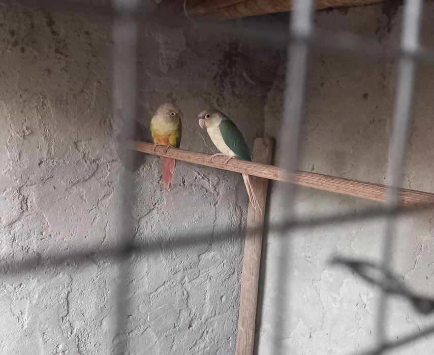 Pyrrhuras Turquesa