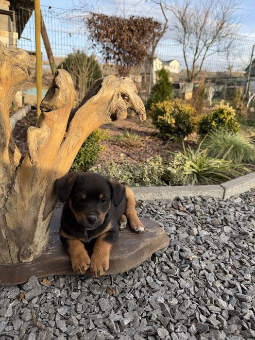 Віддам цуценят у добрі руки (3 дівчинки), Звягель собака/щенки