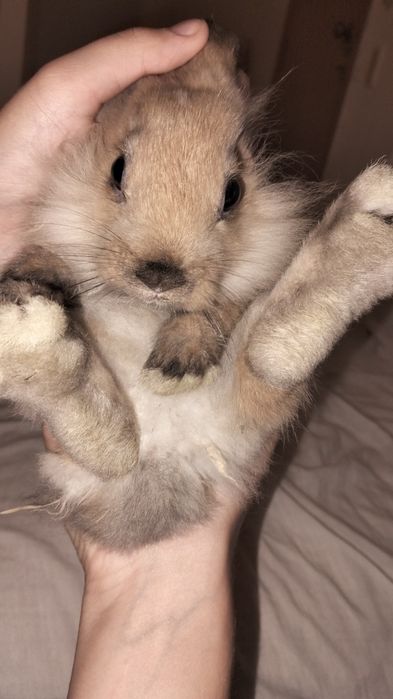 Coelhinho bebe de 6 meses