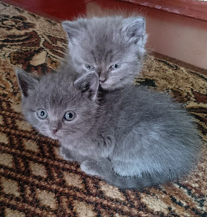 Віддаємо кошенят